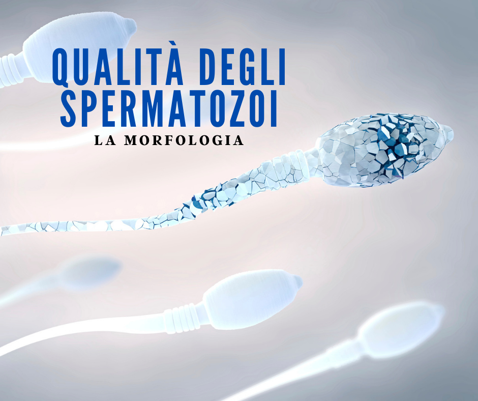 morfologia dello spermatozoo