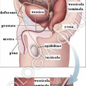 La prostata e gli altri organi vicini nella immagine superiore. L
