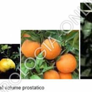 Difficile è quantificarne il peso in grammi attraverso la palpazione che normalmente, nel soggetto adulto, è di circa 15-20 grammi. Spesso viene adottato un sistema descrittivo comparativo basato sul volume e la morfologia di “frutti”: castagna – prugna –