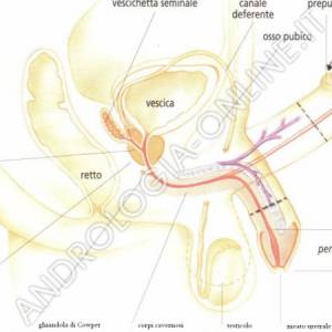 Le malattie sessualmente trasmesse sono in genere causate dalla trasmissione di batteri, virus, parassiti o funghi che passano da un corpo all