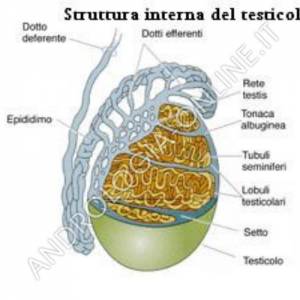 Struttura testicolare